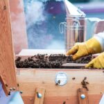 AI in Beekeeping: How Technology Can Save Declining Bee Populations