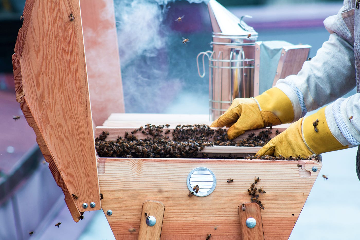 AI in Beekeeping: How Technology Can Save Declining Bee Populations