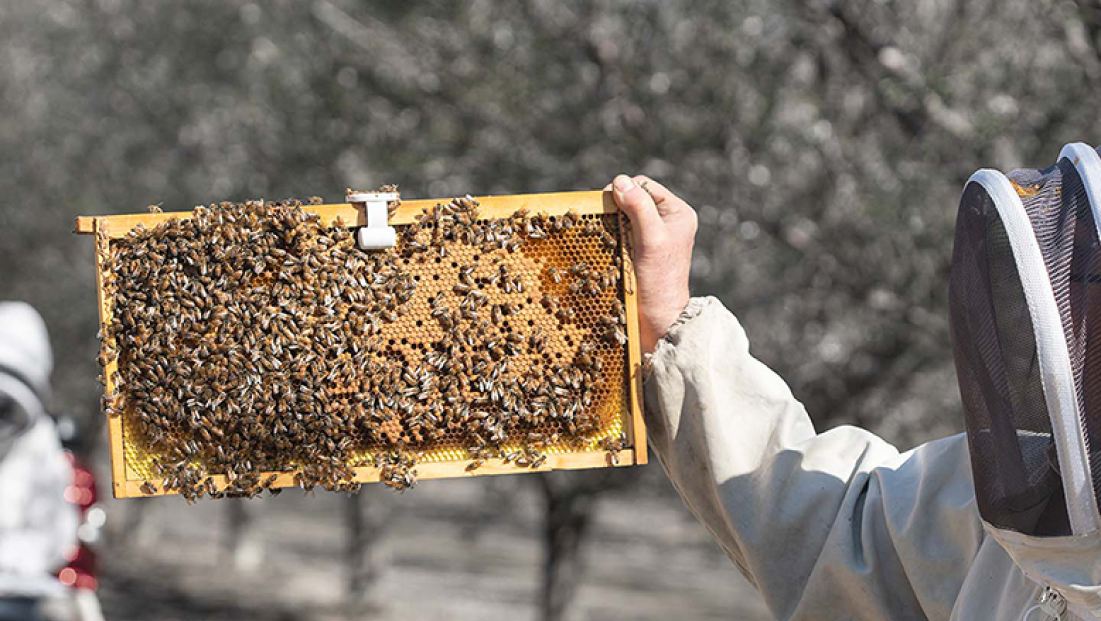 Predictive Analytics for Bee Health