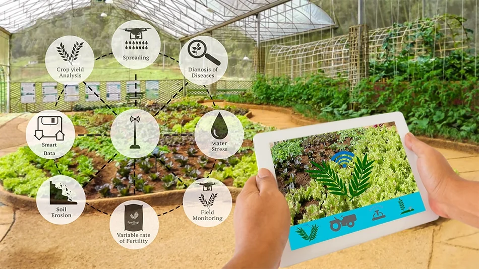 Quantum Imaging for Real-Time Crop Health