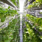 Tech-Enabled Vertical Farming: Solving Urban Food Deserts