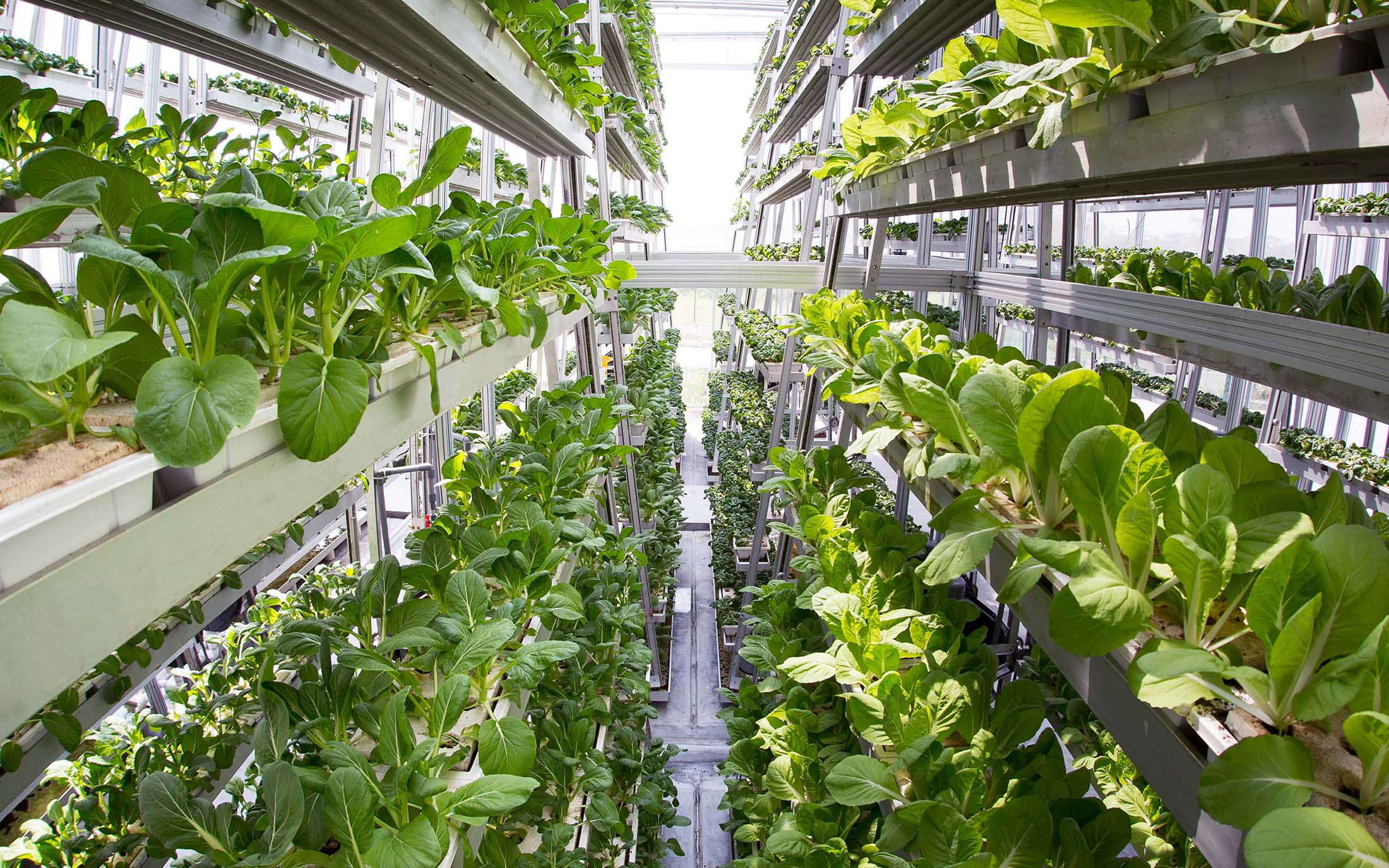 Tech-Enabled Vertical Farming: Solving Urban Food Deserts